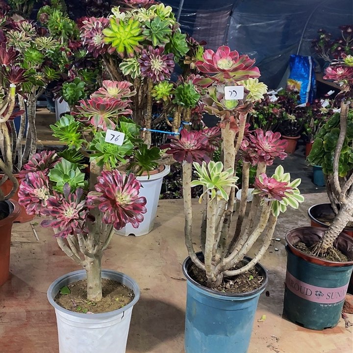 W*x架接法师一个77号