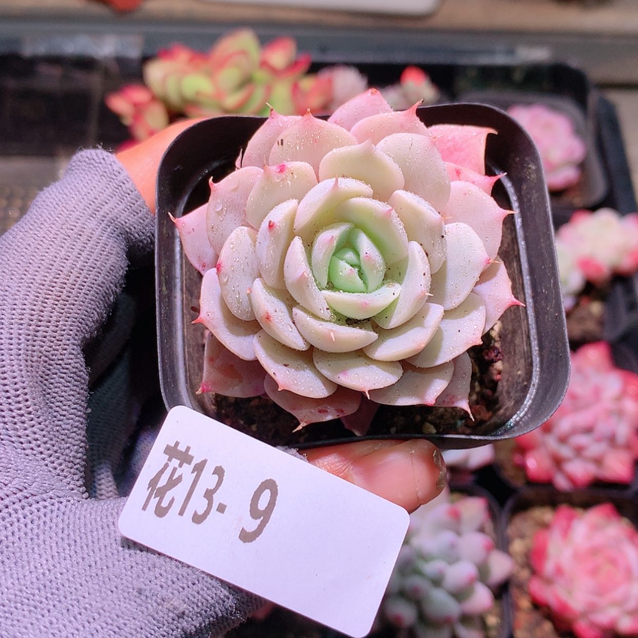 【闪购商品】花13-9雪域