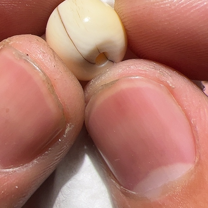 香榧木在这里的时候