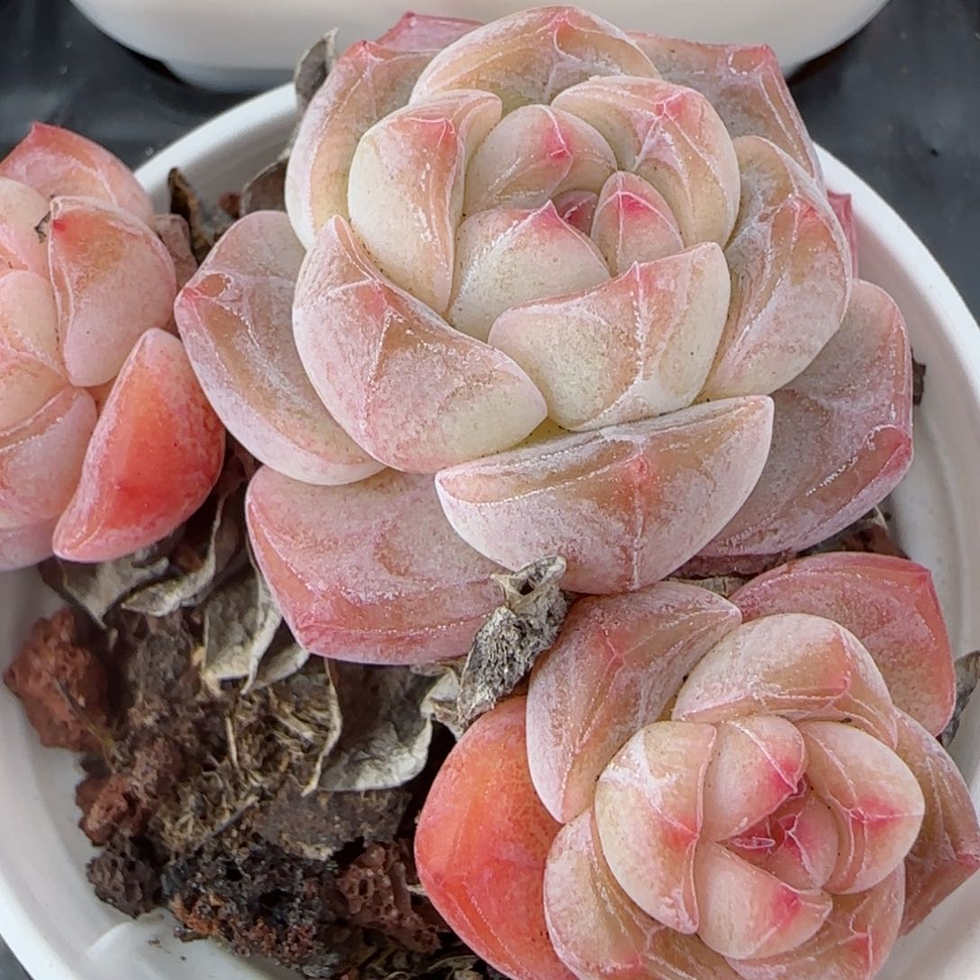 花语逸镜0206-642