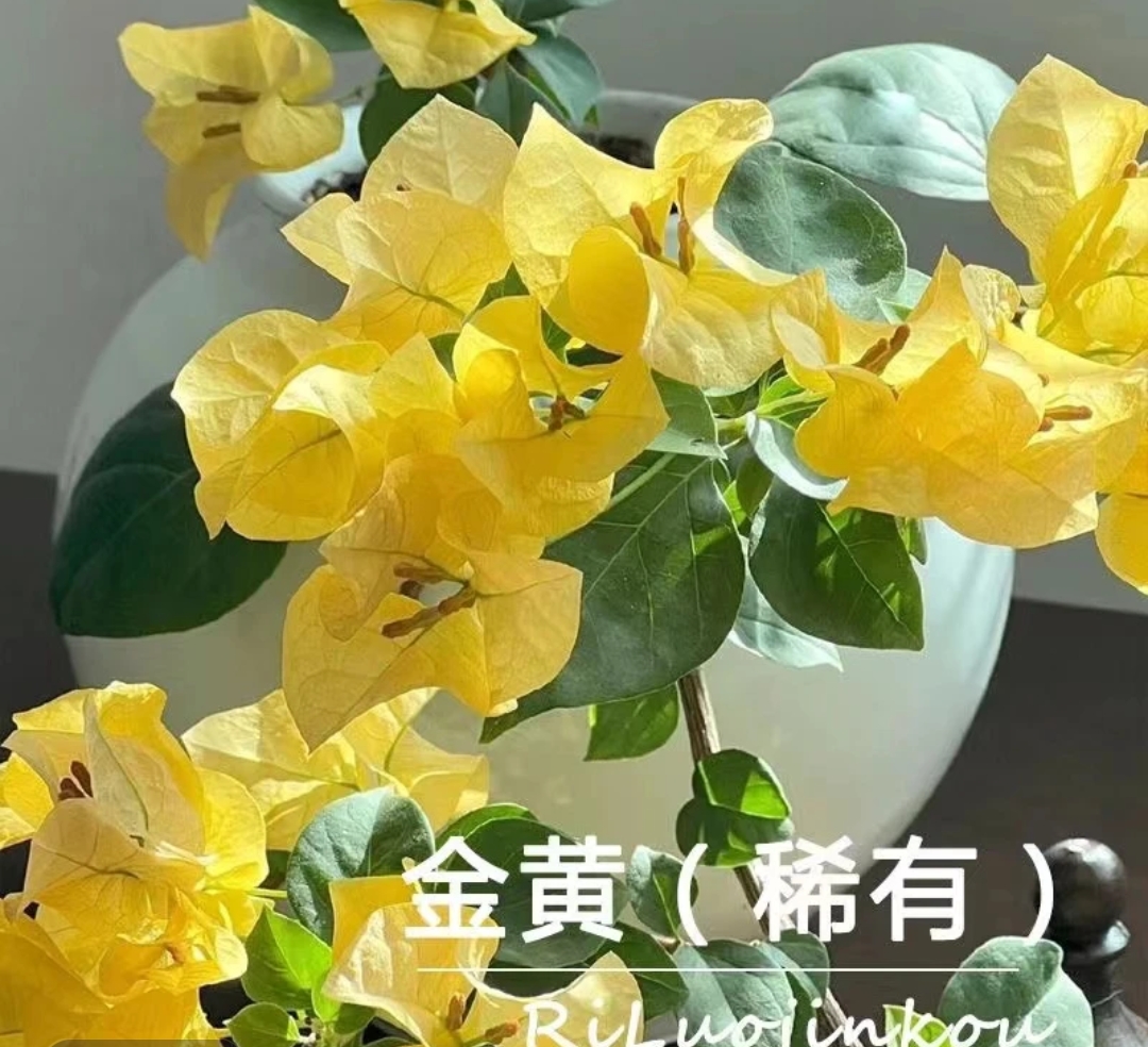 加州黄金 三角梅勤花品种四季爆花 原生袋苗