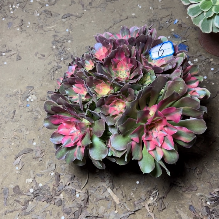 多肉植物香飞法师6