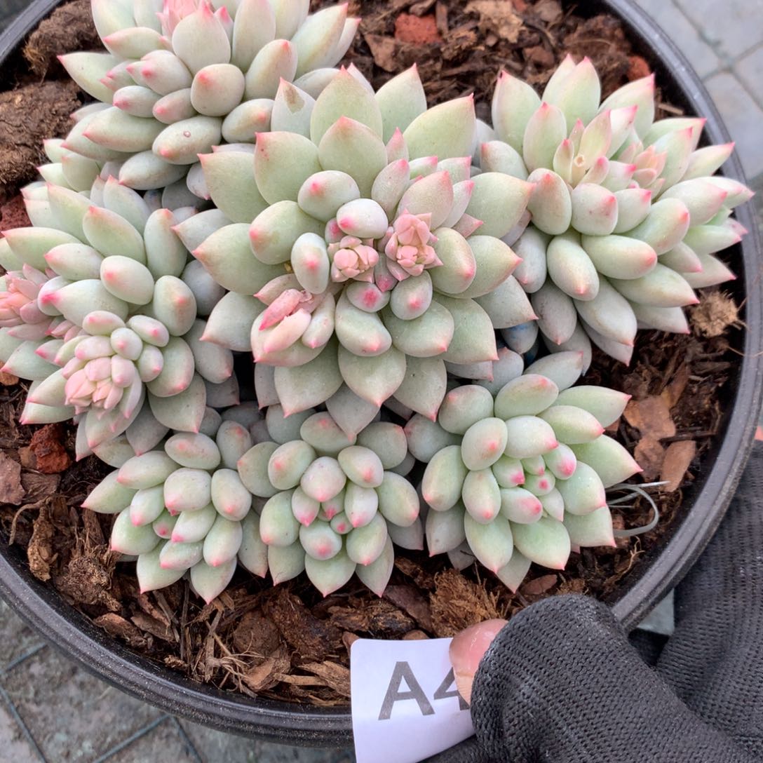 A415售后范围：签收起7天内，录开箱视频