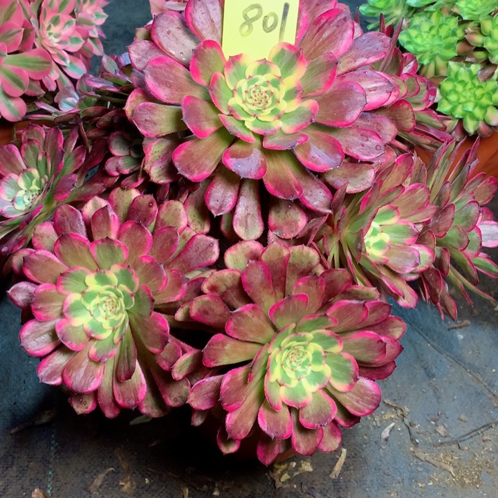 801安娜多肉111111