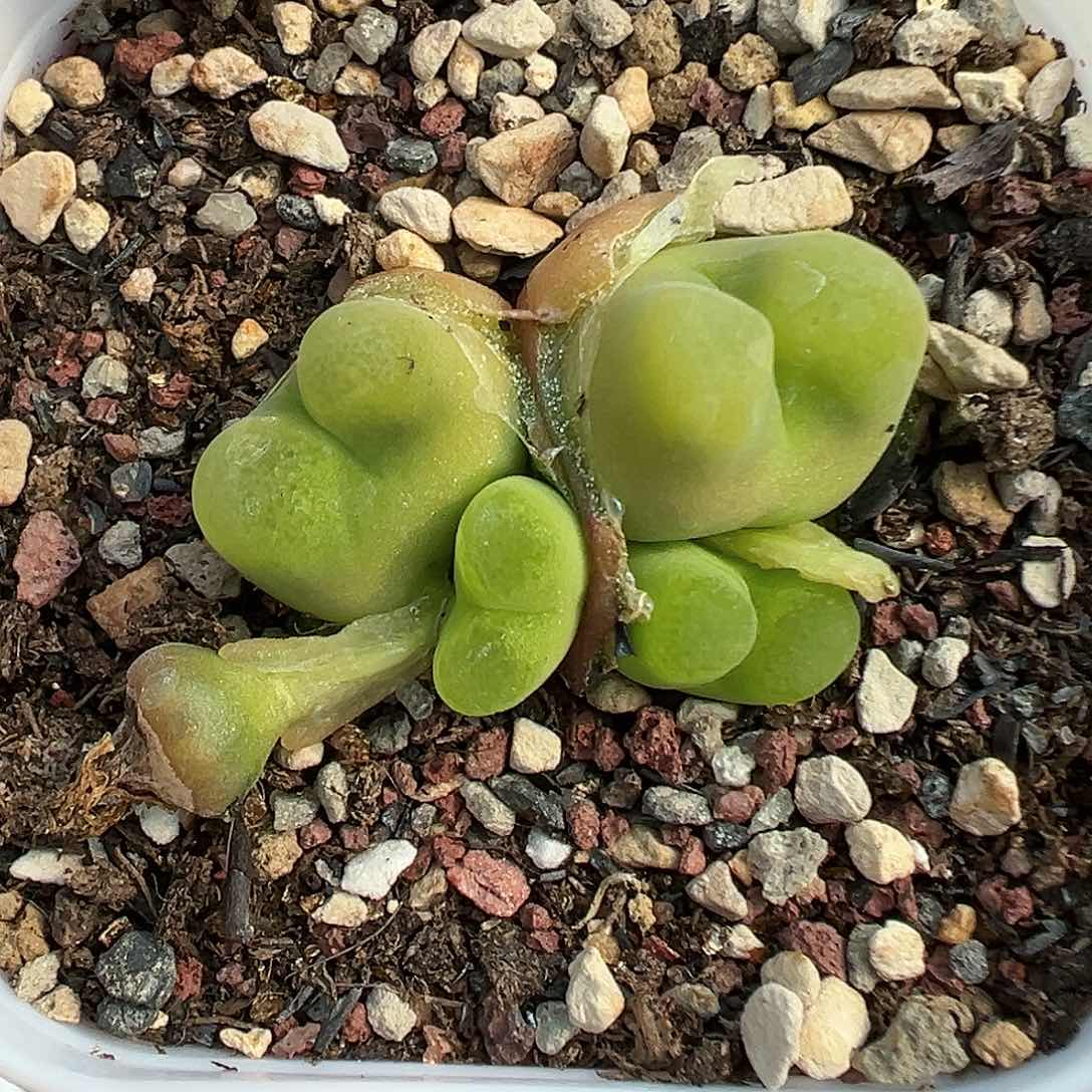 126欧泡4头1798.78带盆土发货