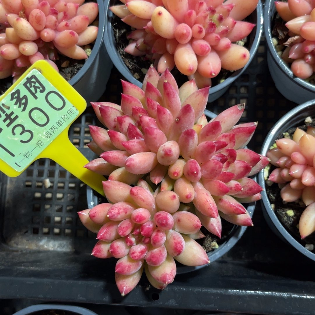 ꧁***꧂云尘多肉一物一拍