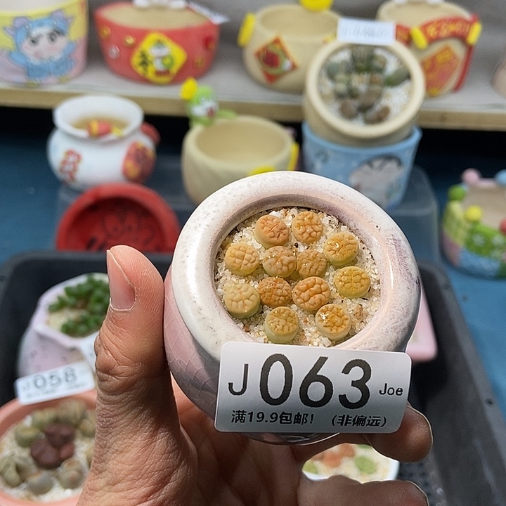 63大舅生石花肉锥