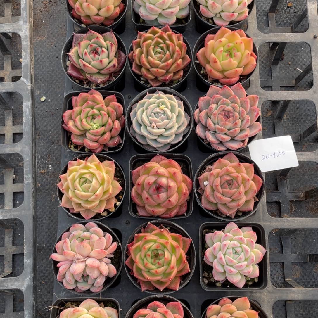 一物一拍18颗20-120