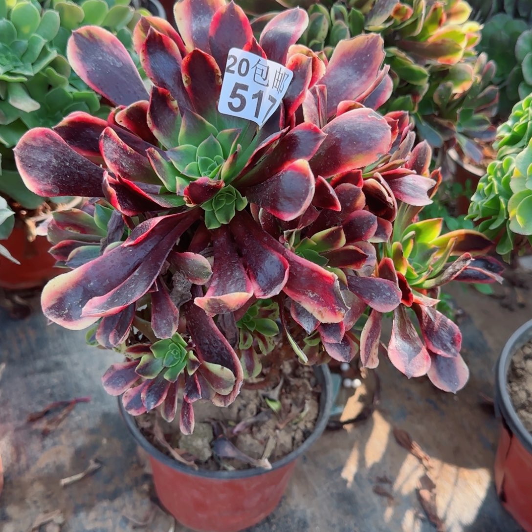 欧佳丽517满20包邮断枝不包