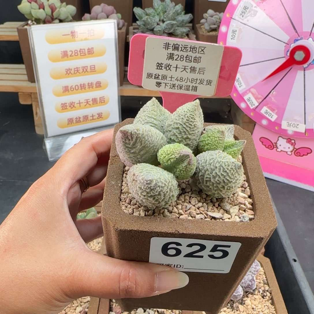 靖***雯625巨猪宝补差多肉植物