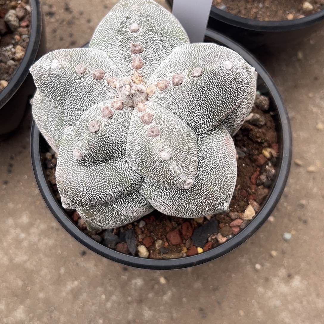 K***K实生根角尤鸾凤玉！！