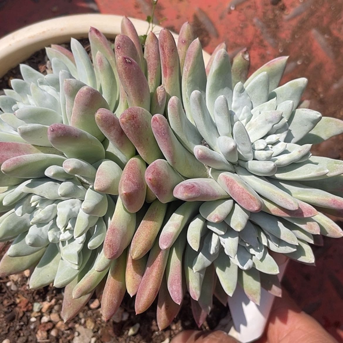 【闪购商品】宽叶白姆