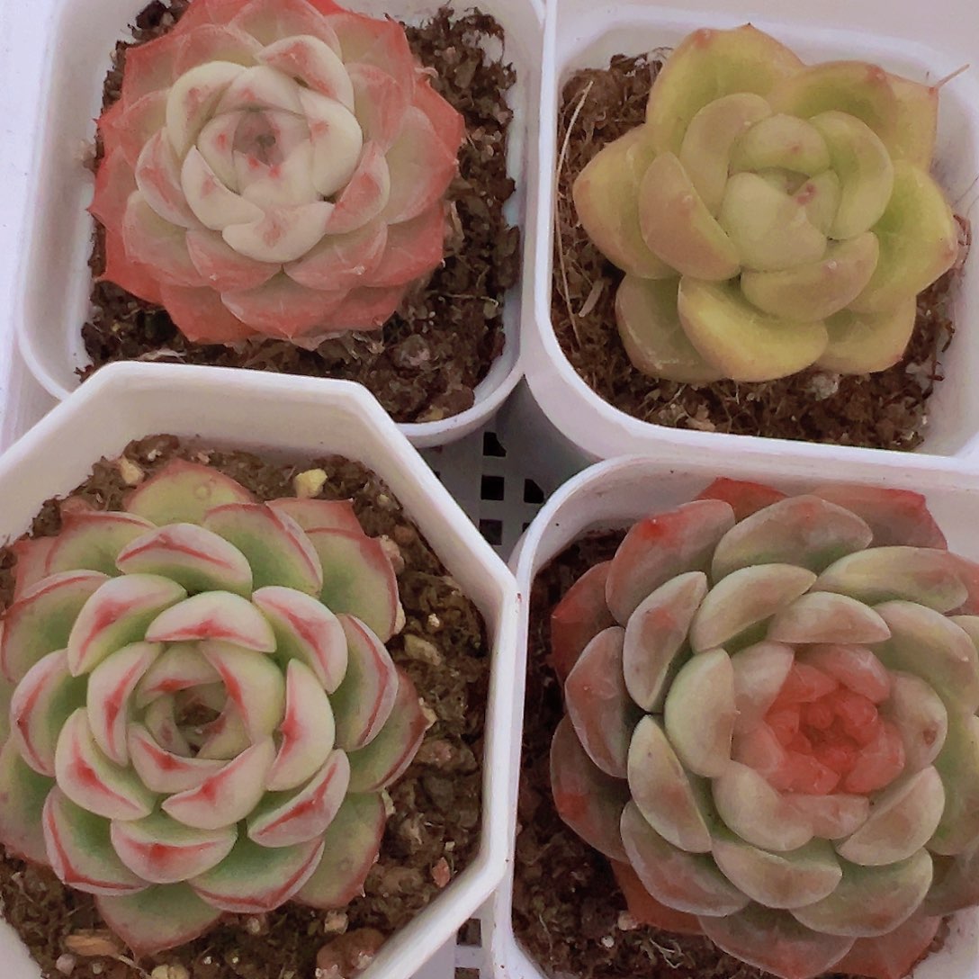 150碧玉组合4颗多肉