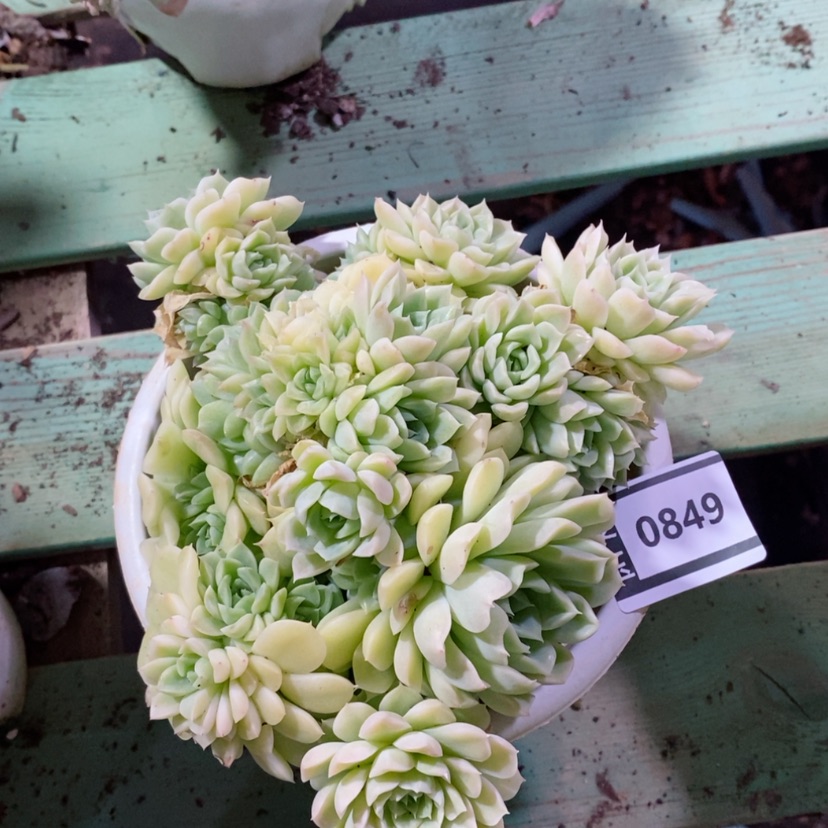 【闪购商品】麦秆0849