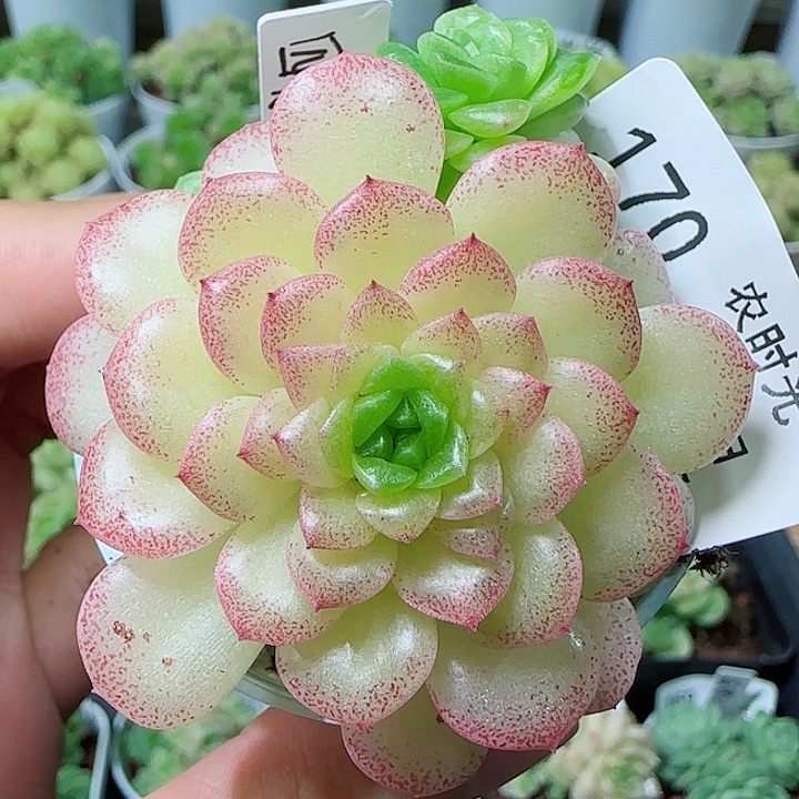 【闪购商品】0524-170（四月雪-2）