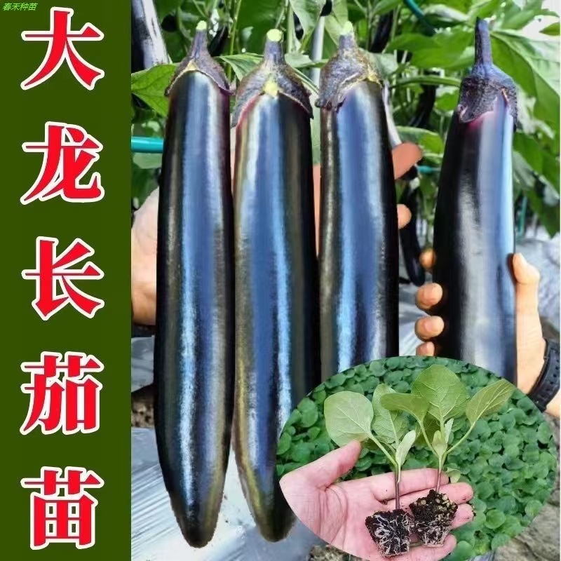 （紫长茄）精品四季紫长茄子高产抗灾害皮薄肉嫩茄子苗