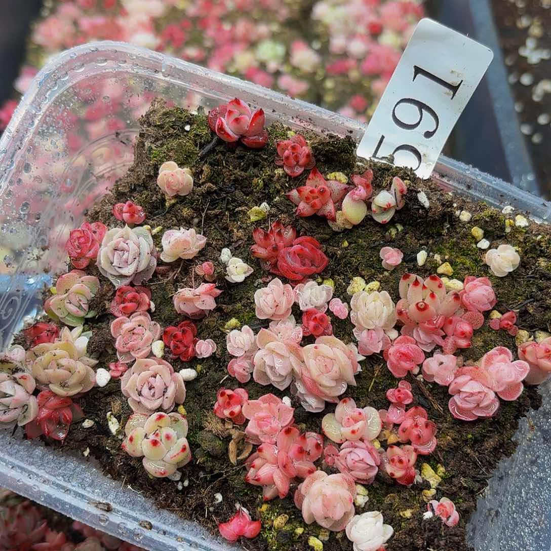 多肉植物多肉植物591