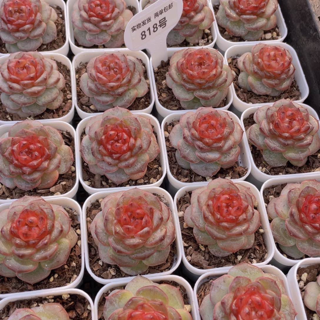 818号 焦糖云朵珍妮单头一个