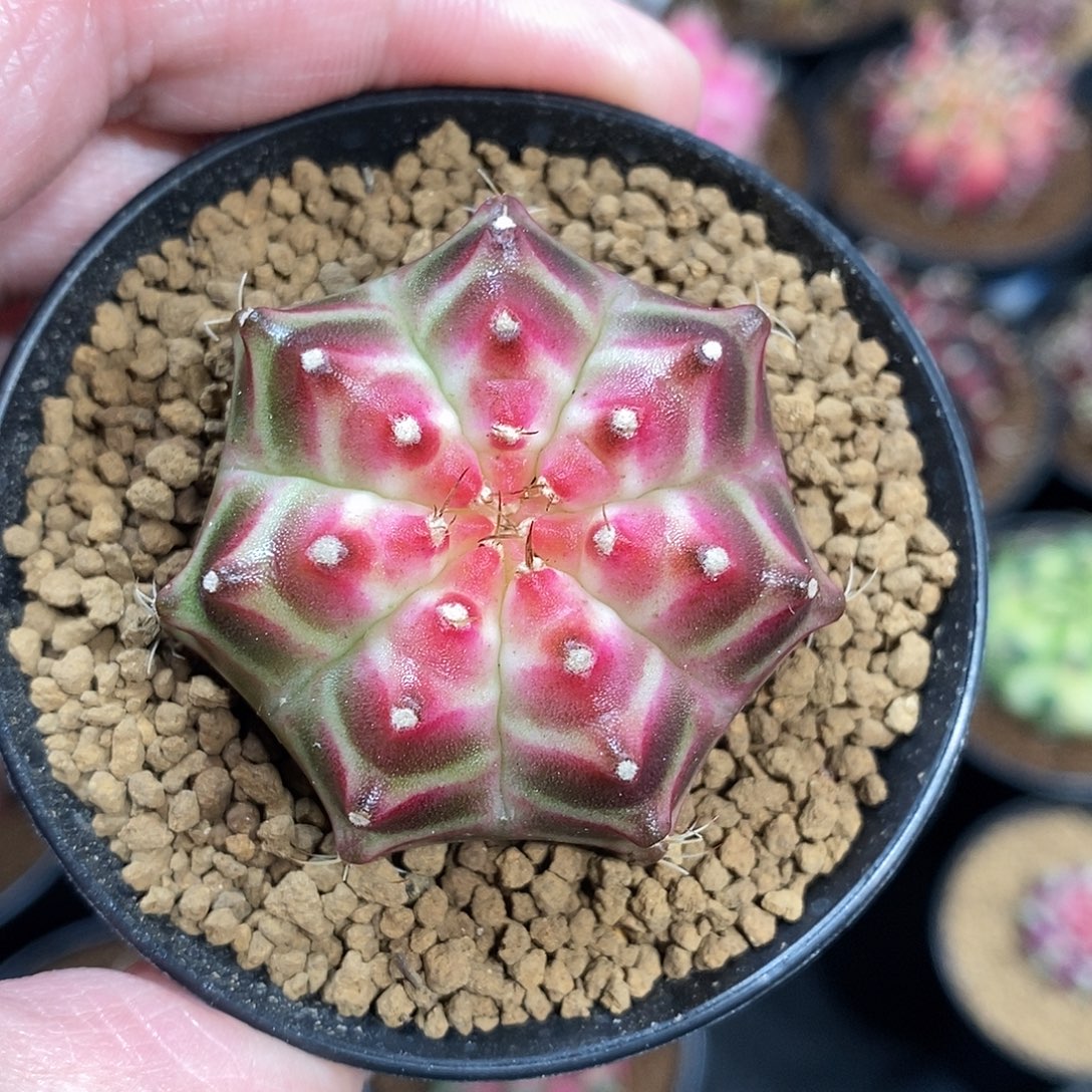 米哈仙人球轮回实生003