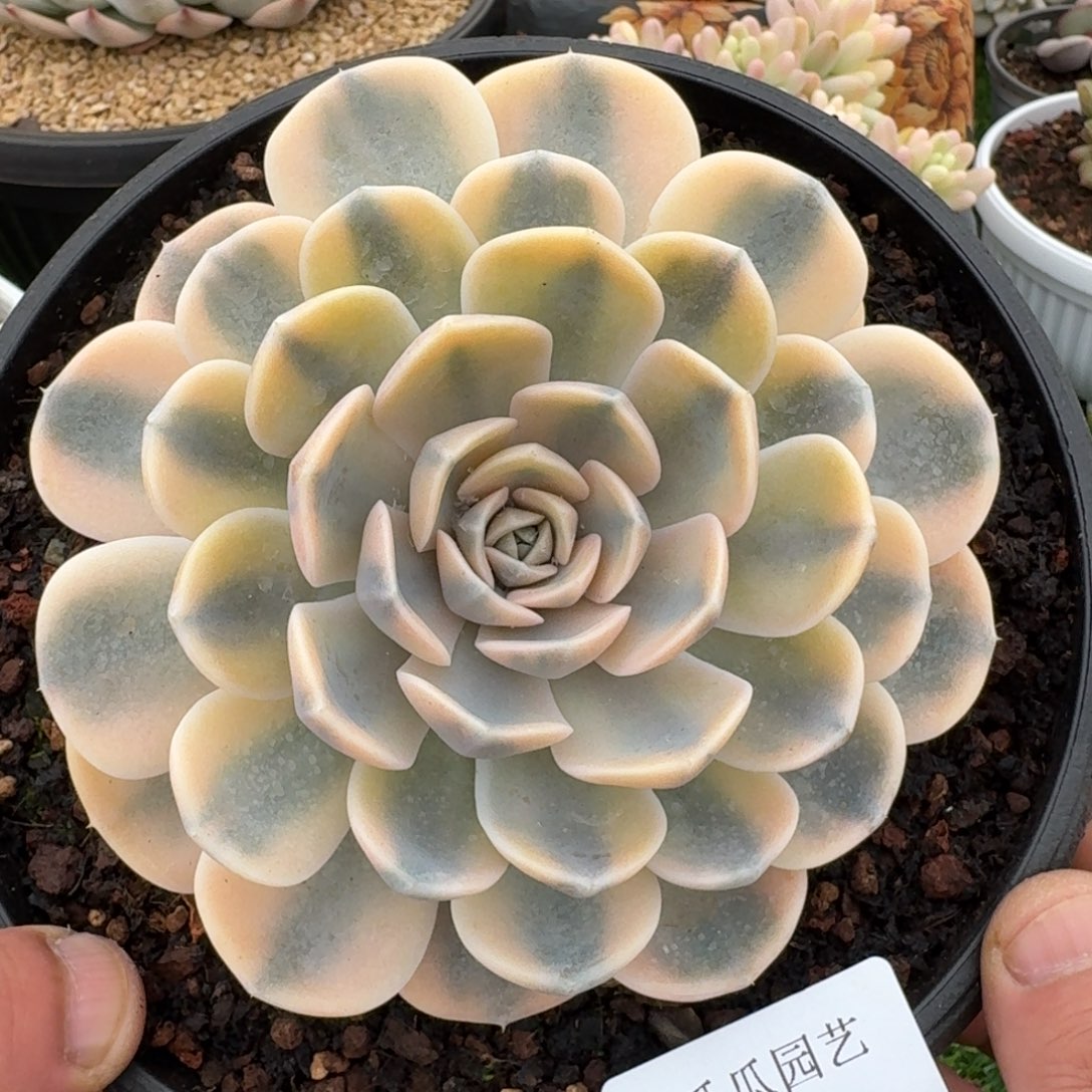 2598汉堡锦多肉植物