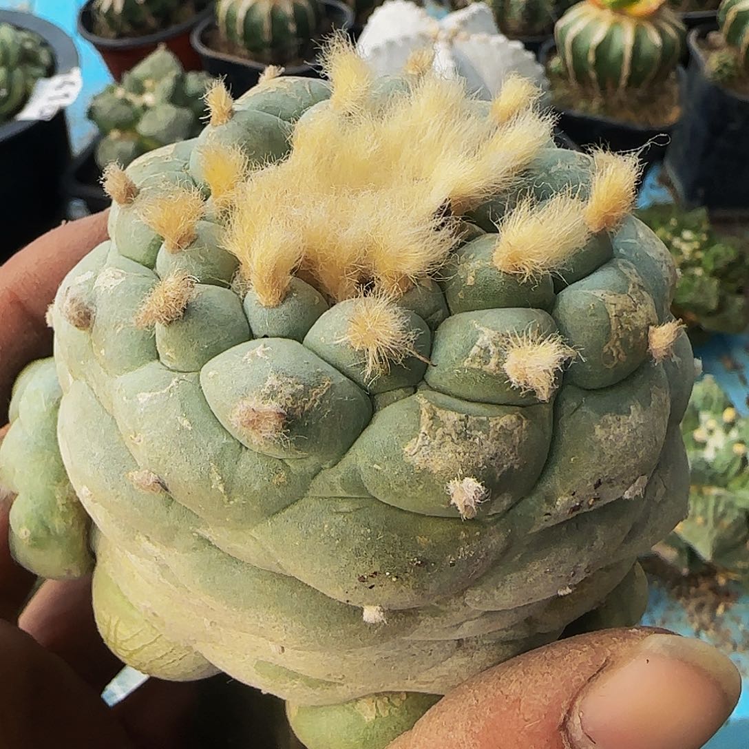 螺旋佛头723仙人球