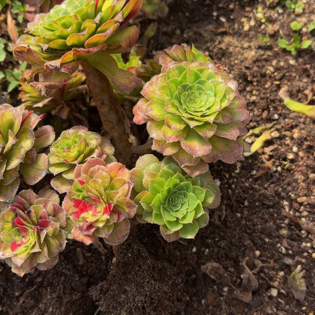 电***号哈哈多肉葡萄福利485