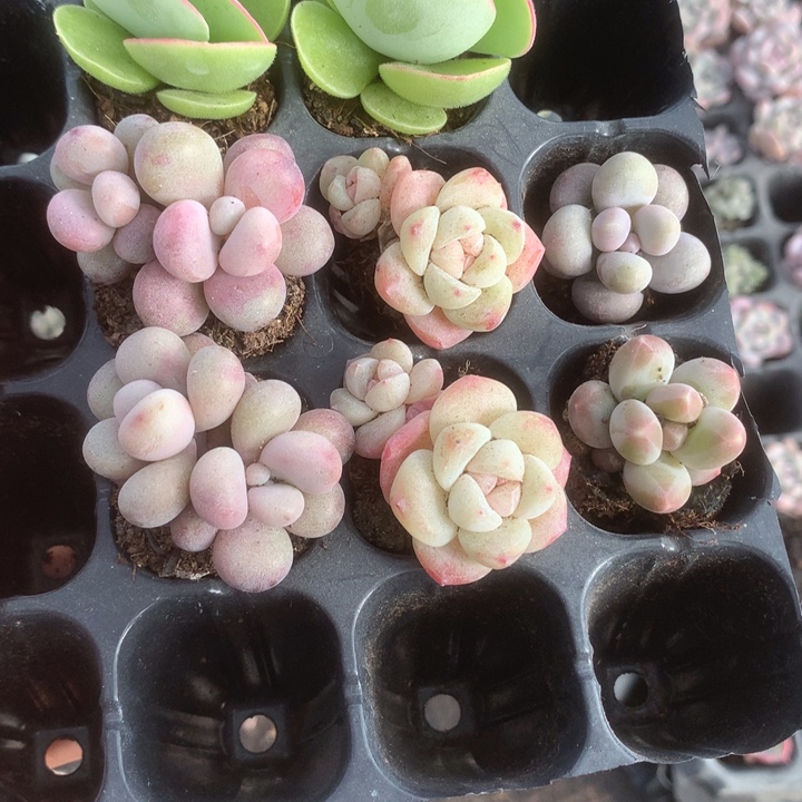 白眉。2冰玉双2 桃蛋双2  咖啡。樱花奶。所罗门大