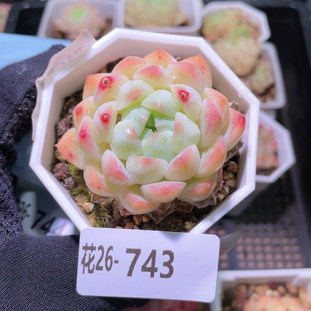 花利美26-743明月心