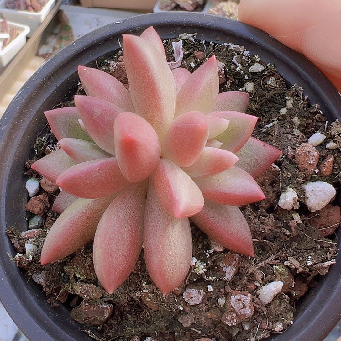 双头迷雾泡泡19包邮多肉