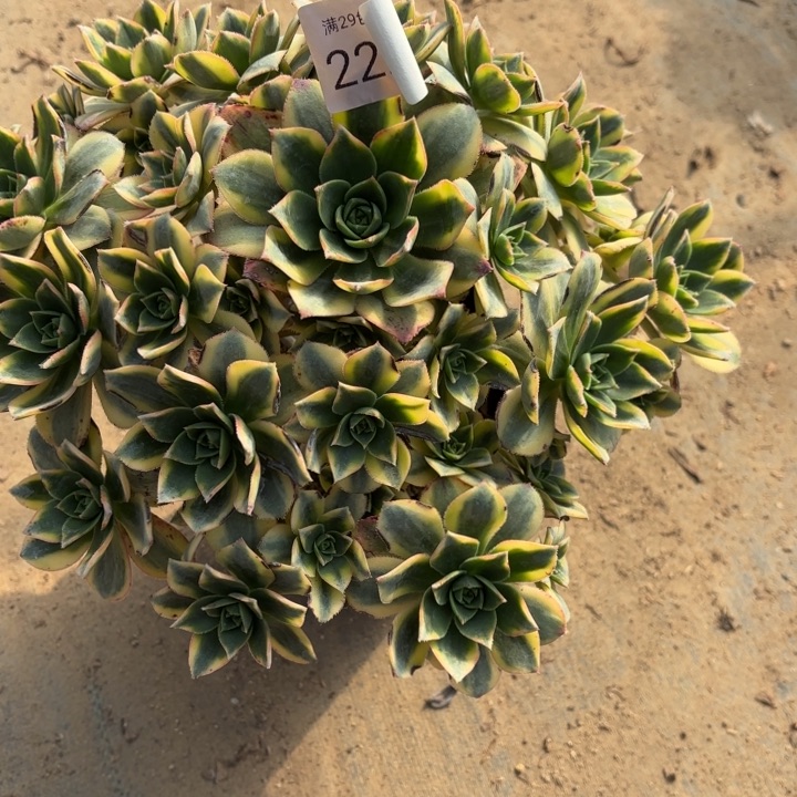 星爆多肉植物2220