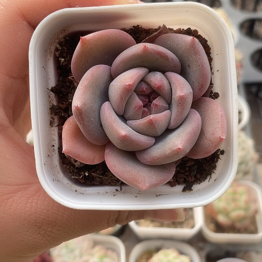 可爱肉肉喜欢拍157