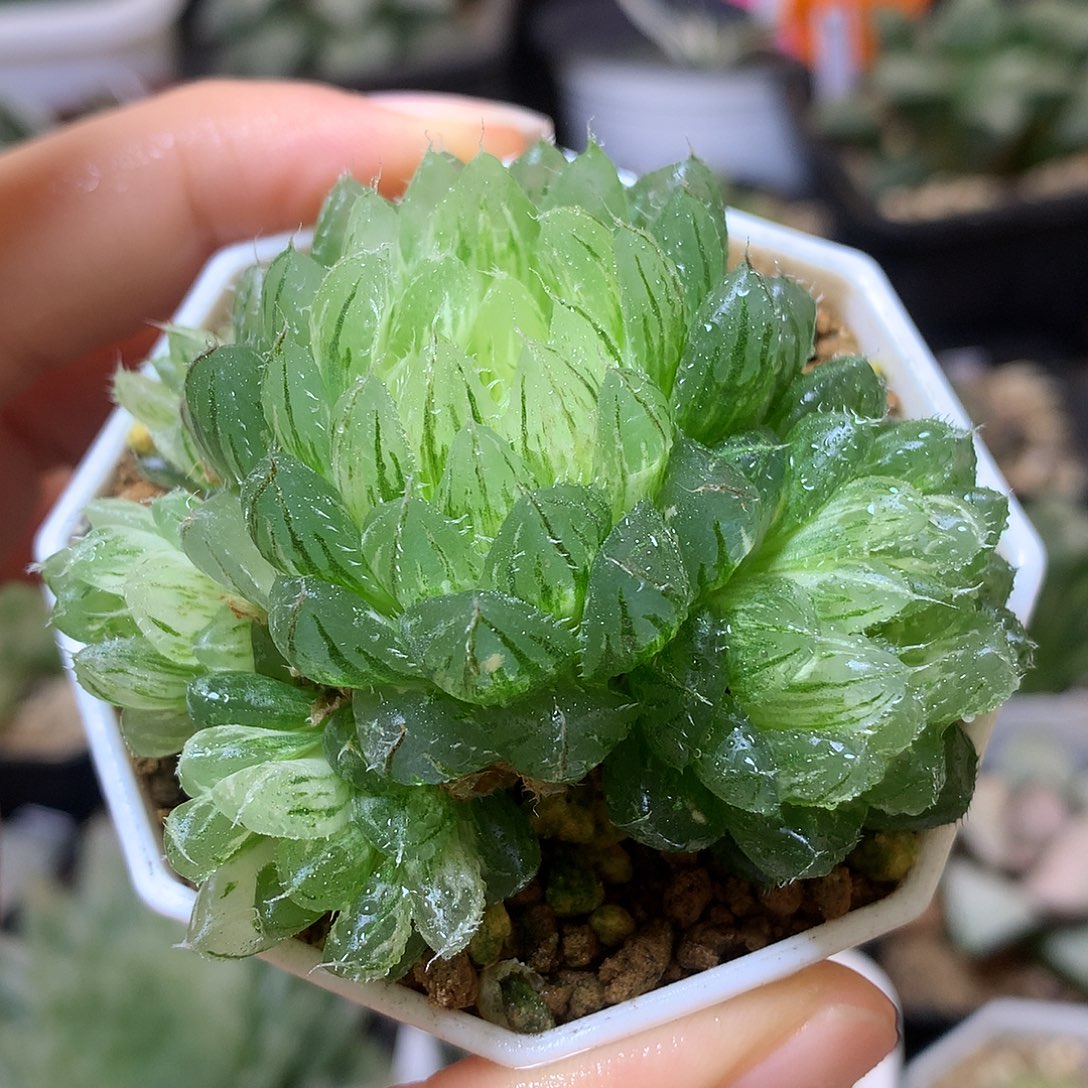 翠云玉露锦带盆土发货