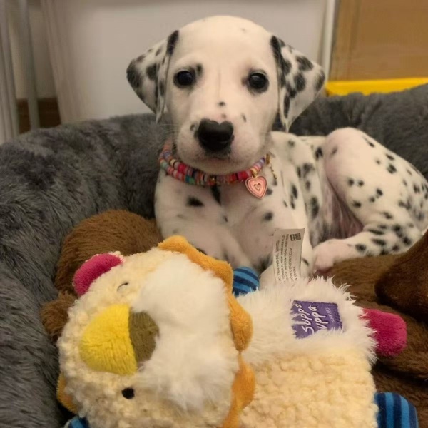 宠物狗狗斑点幼犬大麦町短毛幼崽活体狗狗