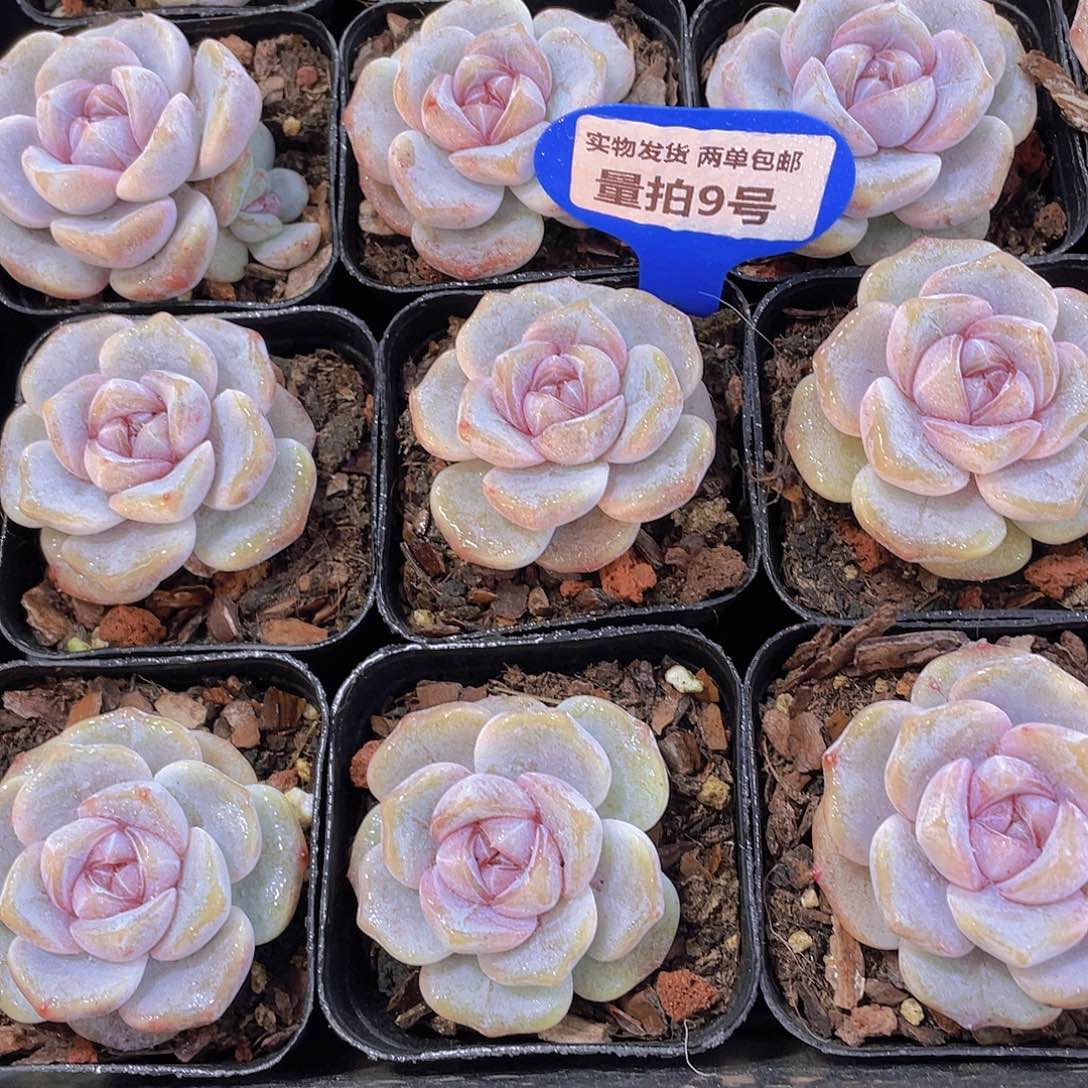 量拍9号 芋圆啵啵单头一个