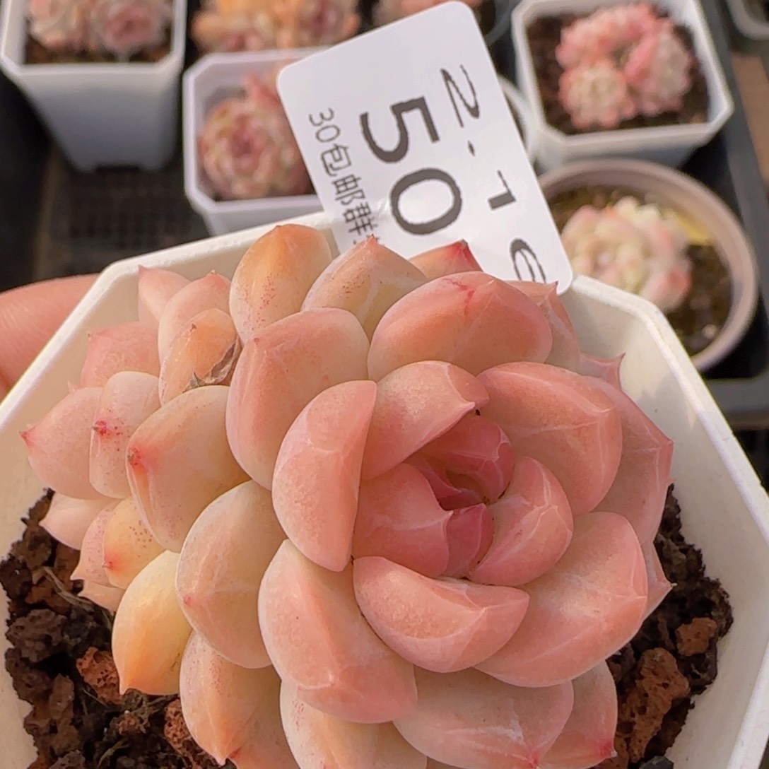 粉黛珍妮双头一颗脱土