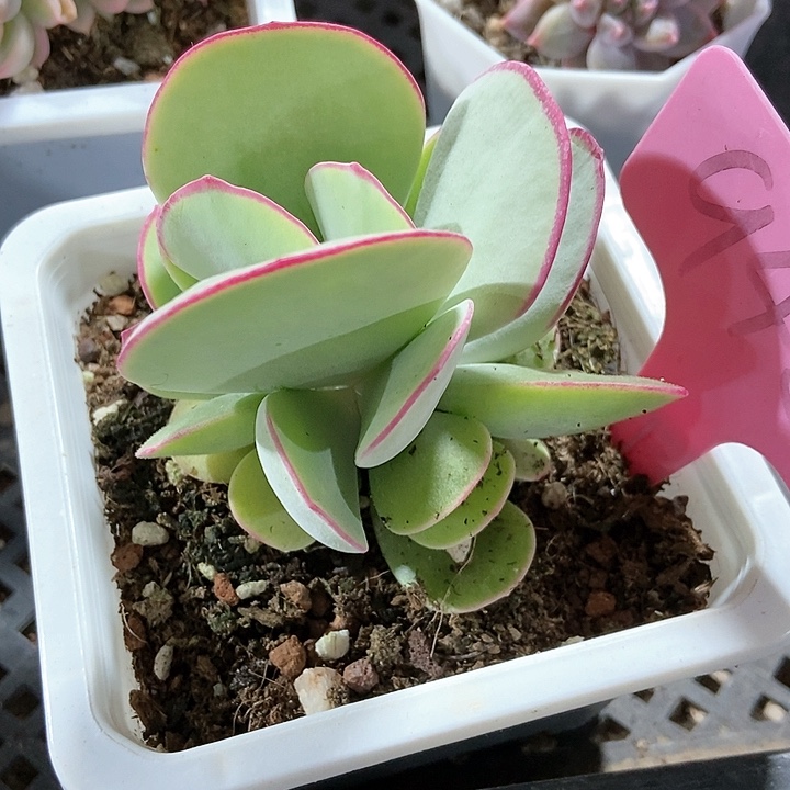 多肉植物白眉942