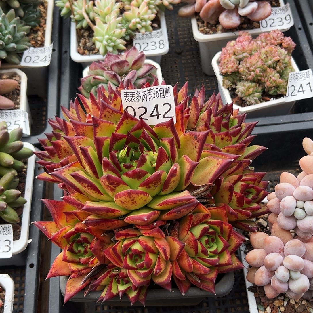 多肉一物一拍植物0242