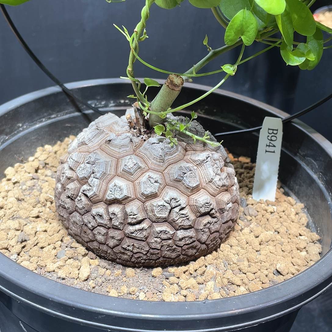 941号龟甲龙10.8公分