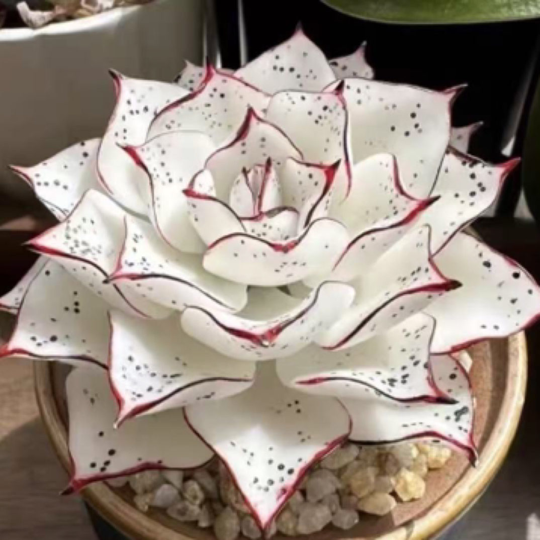 云南多肉大棚现场直播一物一拍2号链接