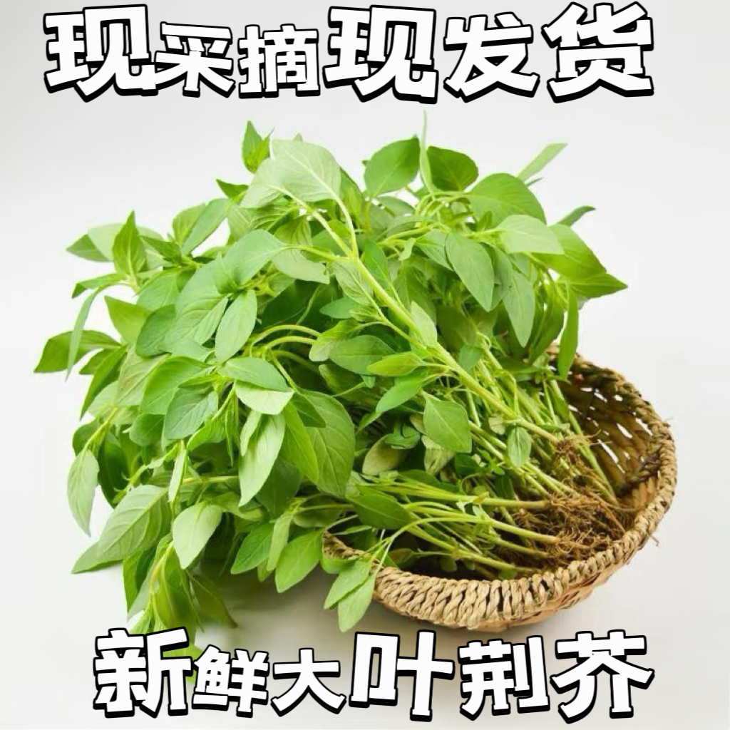 新鲜荆芥菜河南特产调味菜冰鲜蔬菜包邮到家