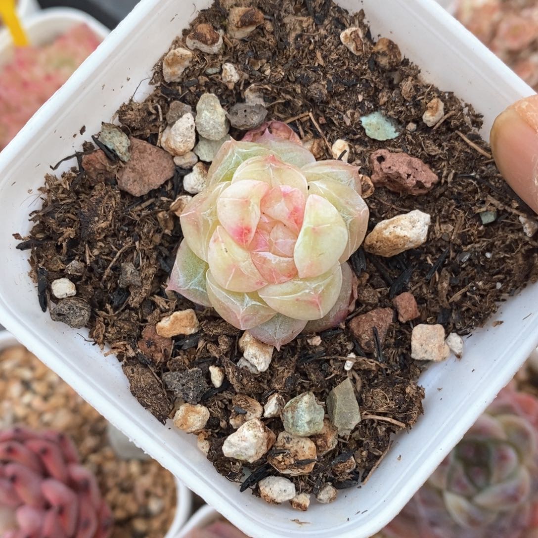 精品多肉一物一拍不包整76