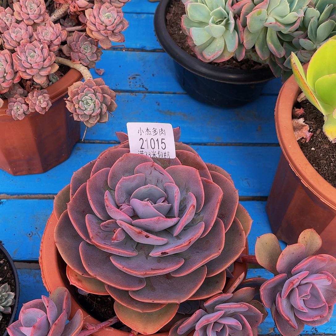 G****?尘埃玫瑰群21015