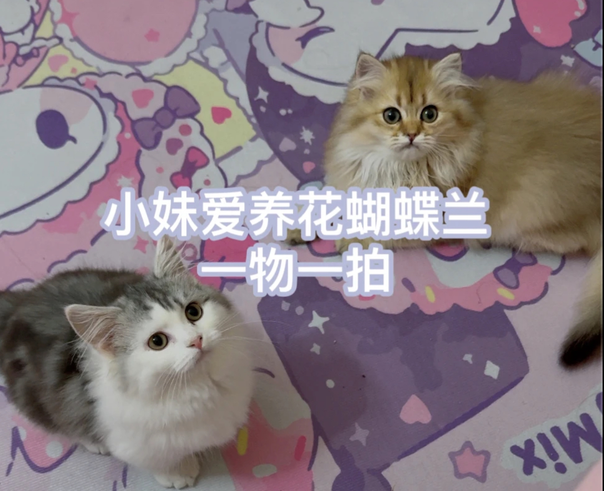 一物一拍蝴蝶兰蝴蝶兰花植物兰花蝴蝶兰盆栽