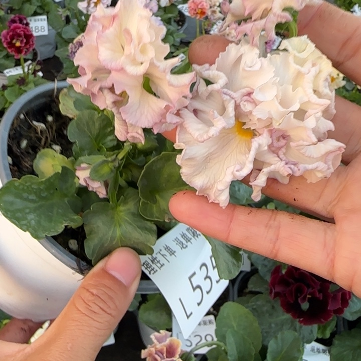 无花朵L535小苗默认苗晃零下5勿拍