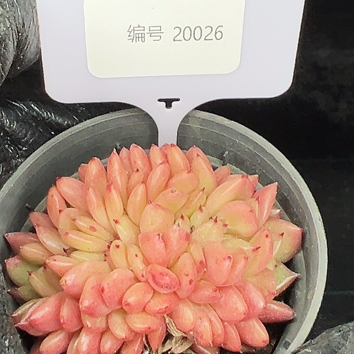 和***走20026 号。   福利多多