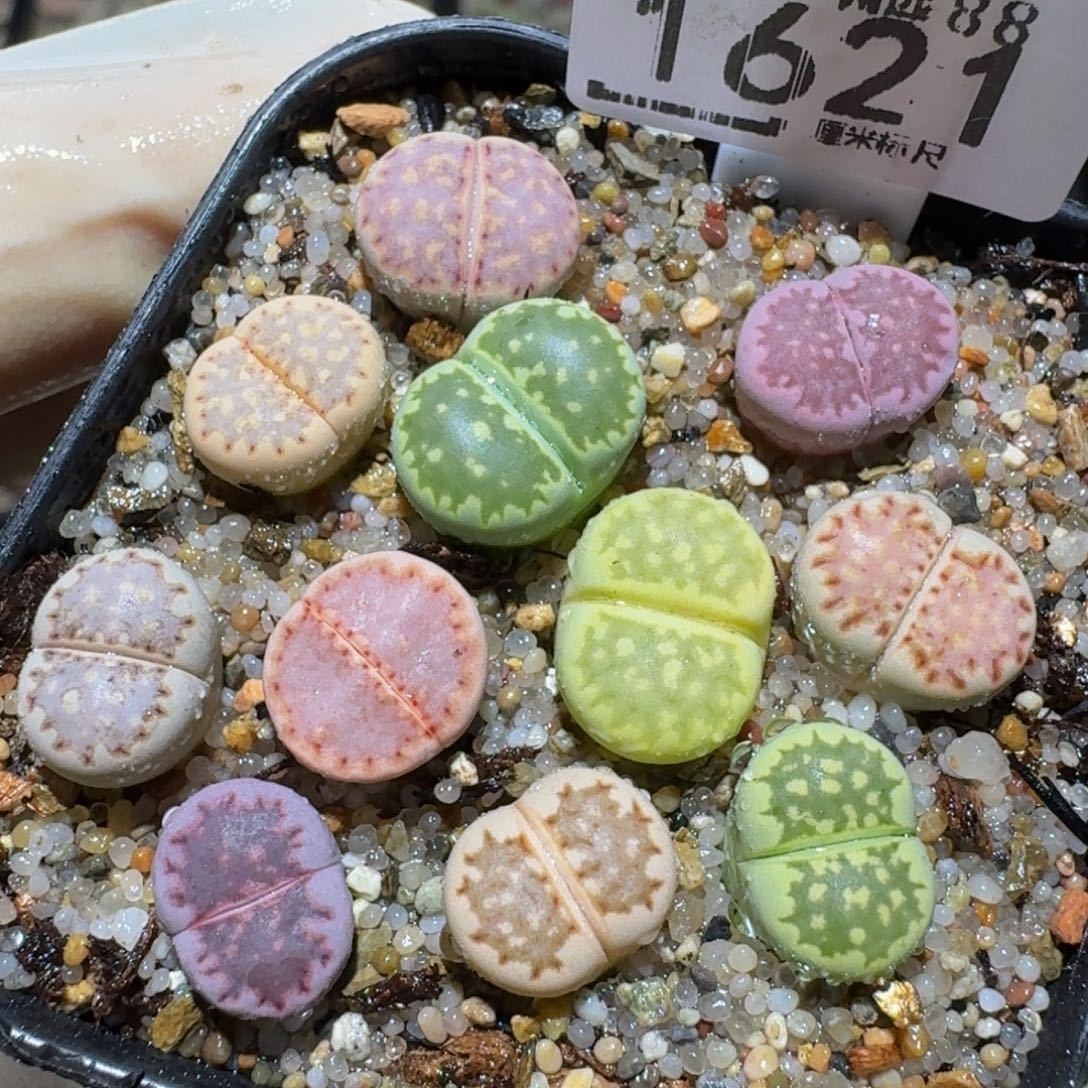 Zzzz精品生石花1621