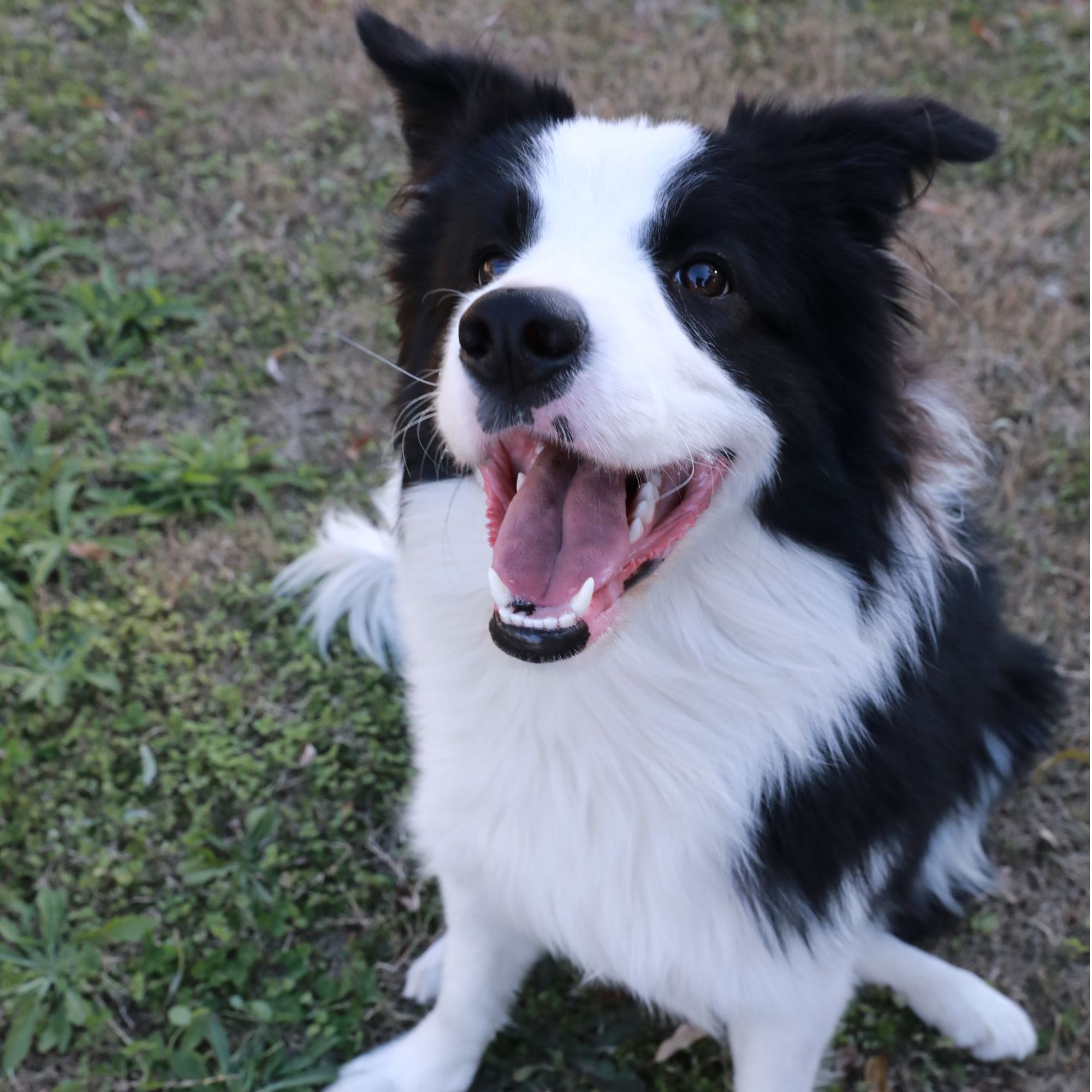 G天然亲护配方羊奶粉（犬用） 200g