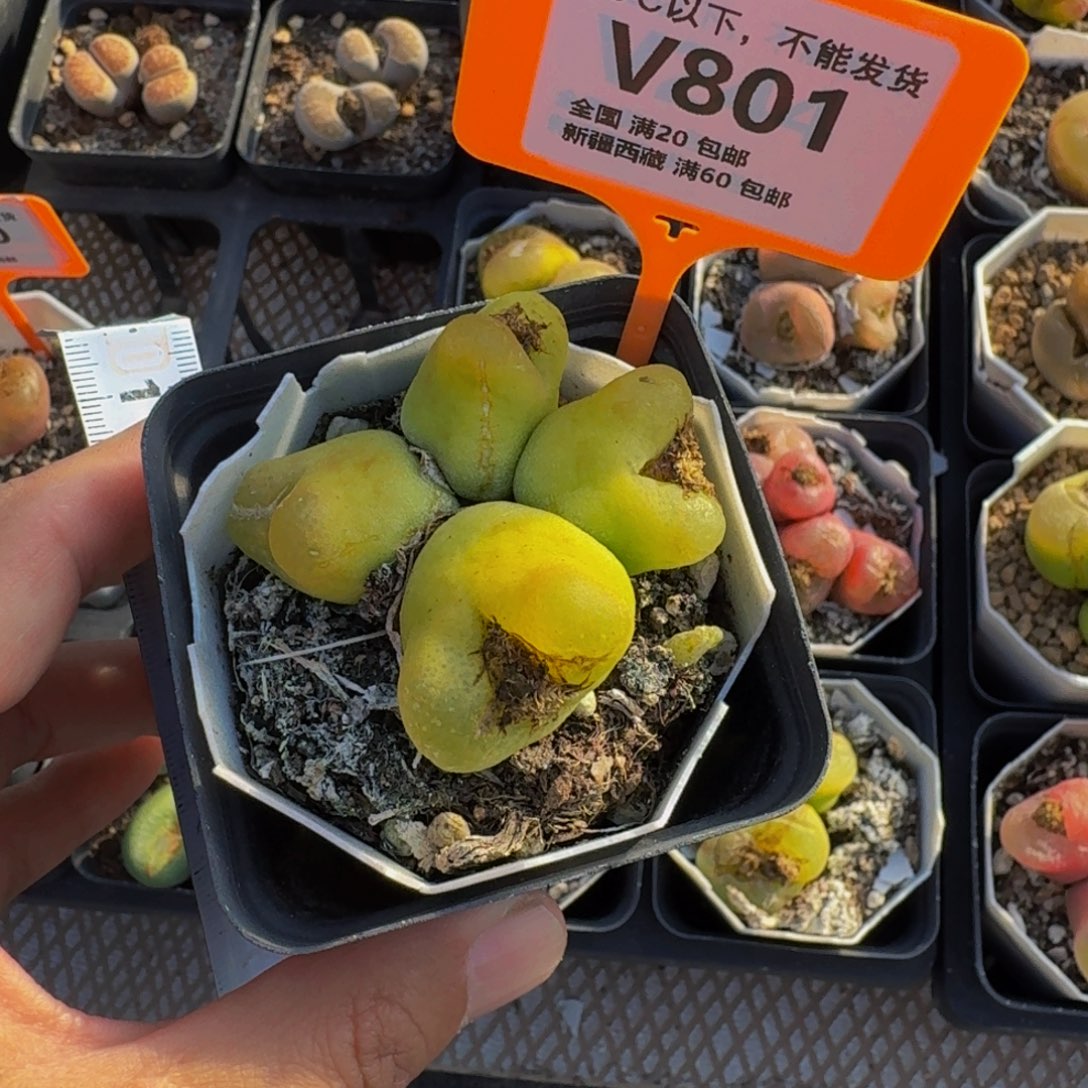 可***丽801 生石花大群生一物一拍