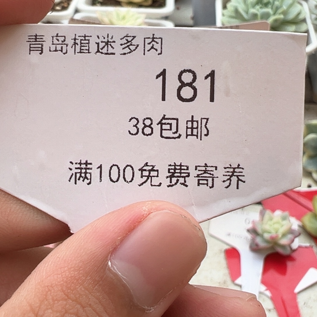 睡***鱼181号木鱼专拍多肉