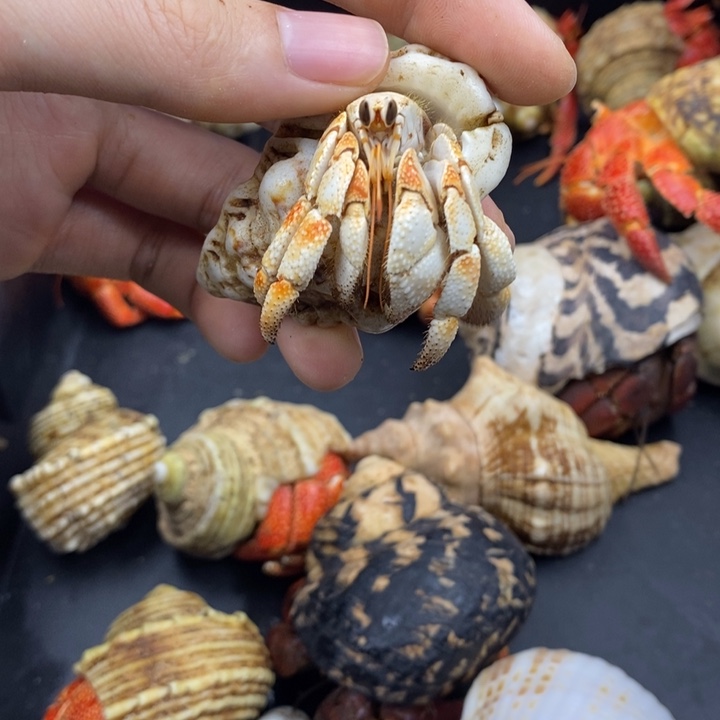 2.2口毛里求斯草莓